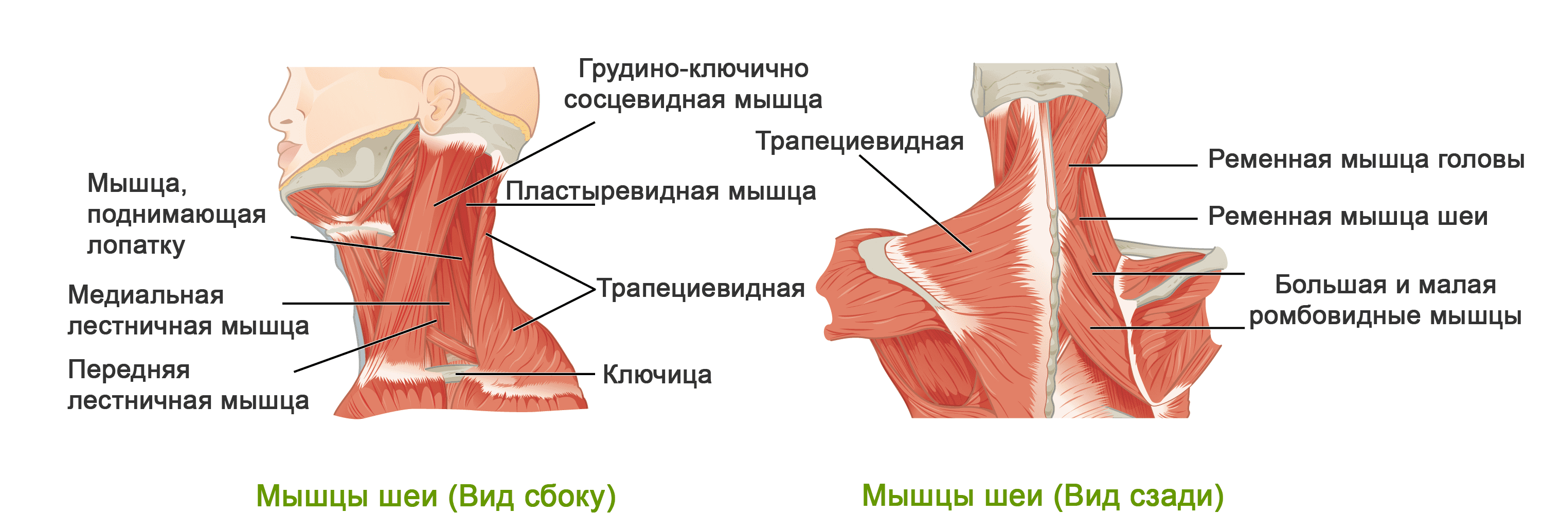 Как сделать массаж шейно воротниковой зоны фото 898