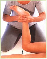 Back of the legs