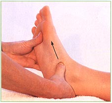 The feet