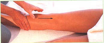 Front of the legs