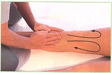 Front of the legs